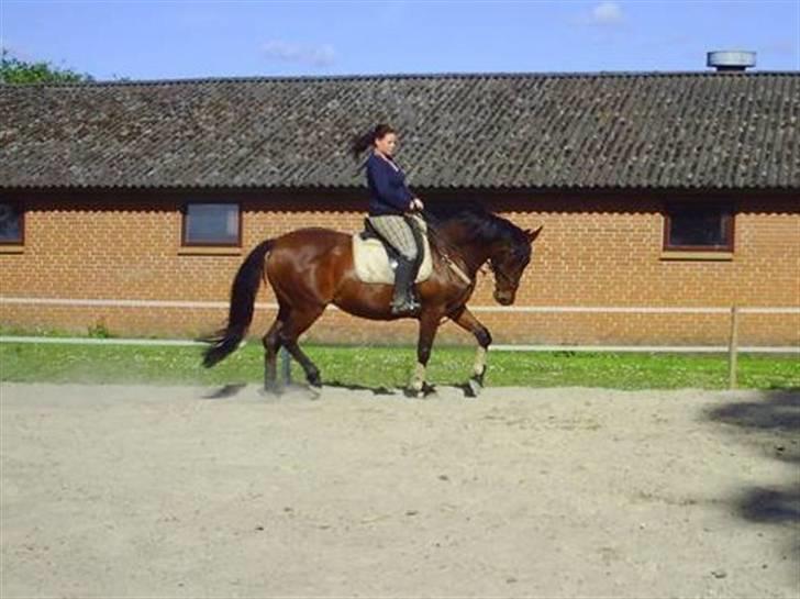 Dansk Varmblod Chafa (Solgt) - Sommer 09 billede 6