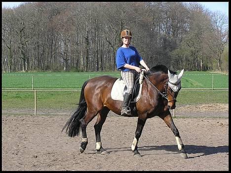 Dansk Varmblod Chafa (Solgt) billede 8