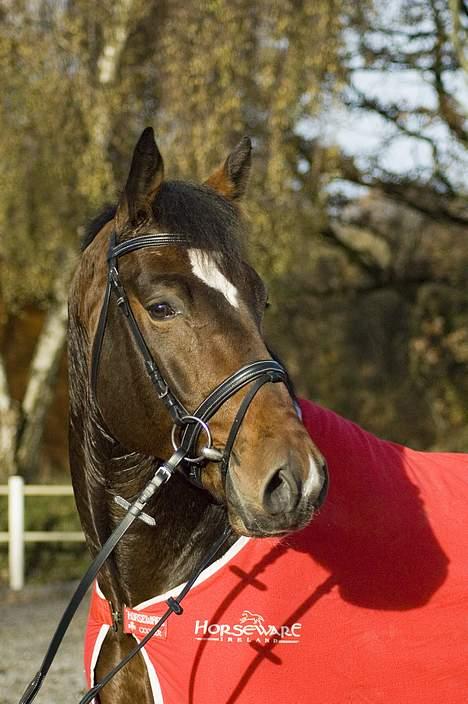 Dansk Varmblod (SOLGT) EQUESTRE CADO DV 803 - Fotograferet af Jonas Petersen, alle rettigheder haves.  billede 20