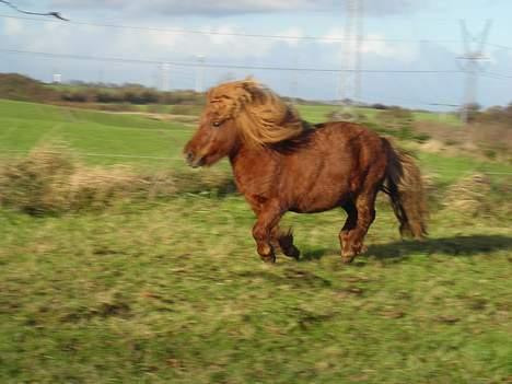 Shetlænder Hugo (morsters)  - hugo ponzen slår til igen billede 4