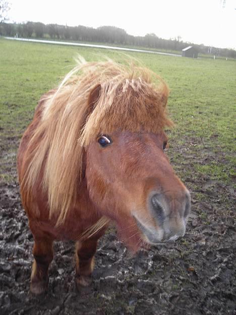 Shetlænder Hugo (morsters)  - var der nogte haver der raslede der eller hvad. billede 6
