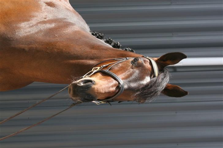 Dansk Varmblod Ni-ChAn´s Marquis-Acheron - Til Military Landsstævne i SSAO billede 4