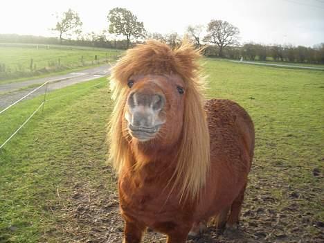 Shetlænder Hugo (morsters)  - jeg vil have et kys og det vil jeg nuu billede 7