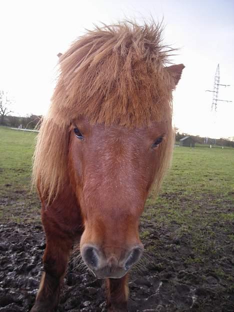 Shetlænder Hugo (morsters)  - den [s]kønne jeg elsker billede 8