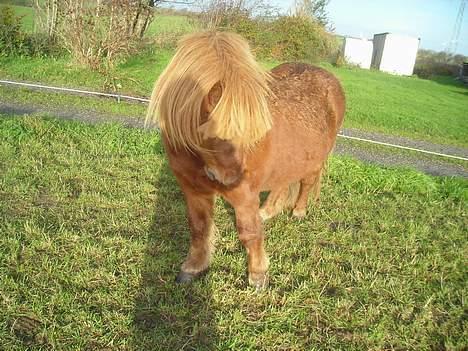 Shetlænder Hugo (morsters)  - det klør billede 9