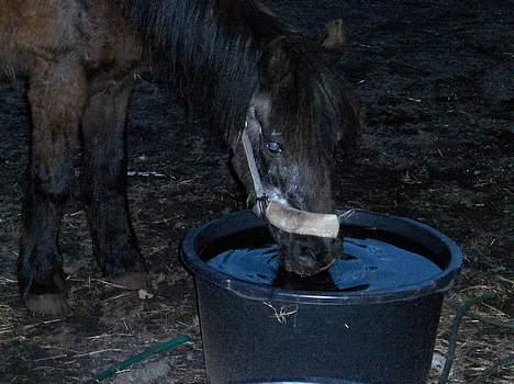 Anden særlig race LISE ( ille ise) død. - uden mad og DRIKKE går helten ikke..  godt kirstine lige havde skiftet vand er jo så pirelig med det.. ( var) billede 6