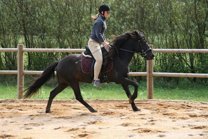 Islænder Prinsessa f. Midgaard - Prinsessa i galop.. billede 1