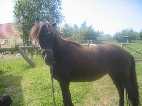 Islænder Prinsessa f. Midgaard - Det går lidt op ad bakke billede 4