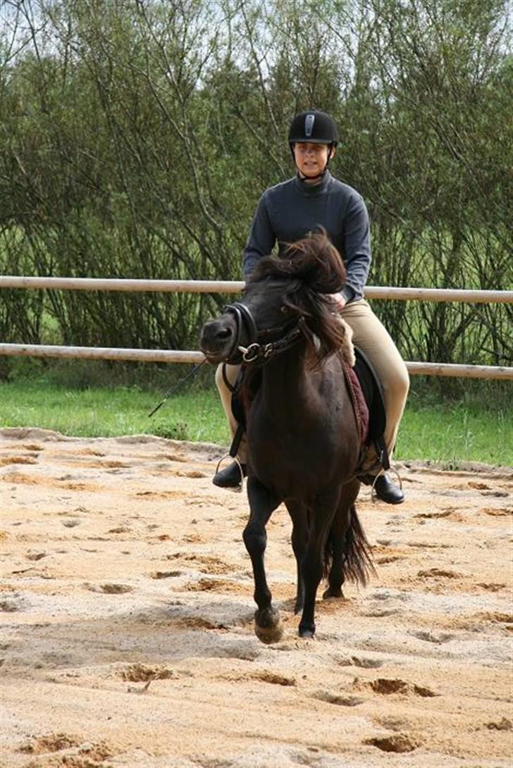 Islænder Prinsessa f. Midgaard - Vild hest :P billede 5