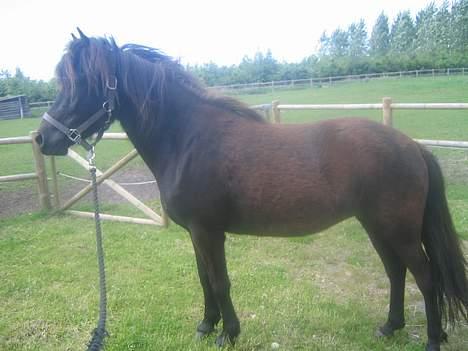 Islænder Prinsessa f. Midgaard billede 6