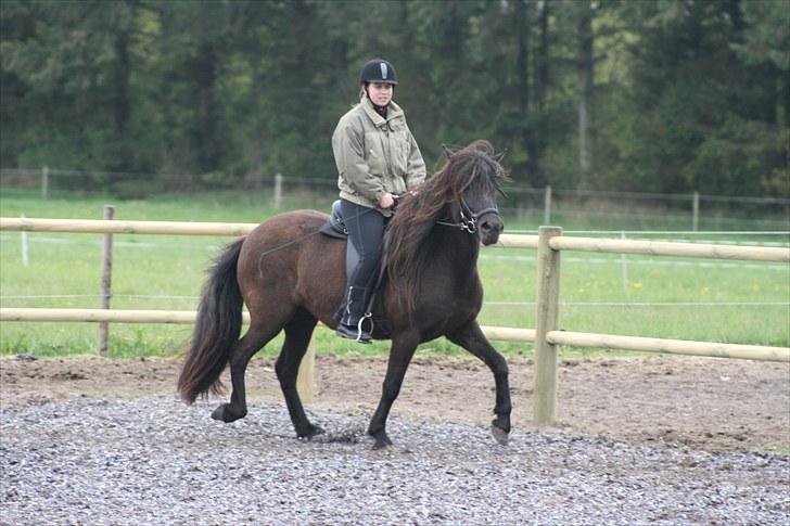 Islænder Prinsessa f. Midgaard - Tølt til undervisning d. 15-05-10 billede 10