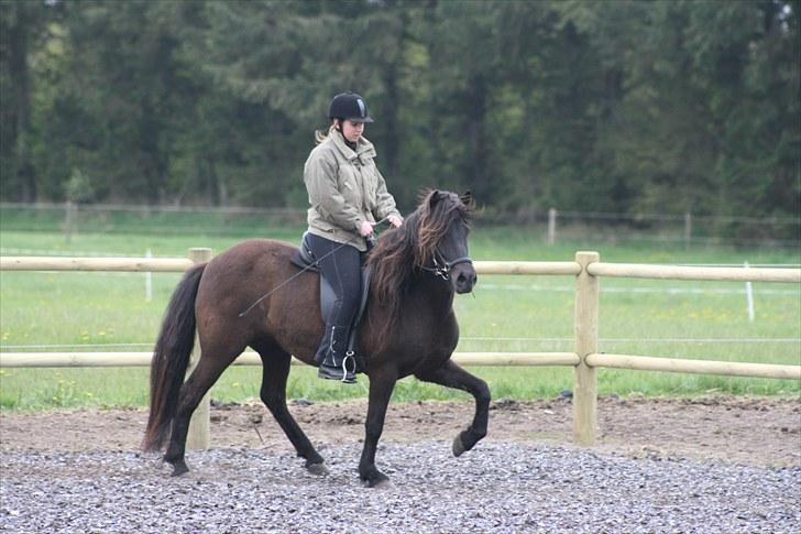 Islænder Prinsessa f. Midgaard - Tølt til undervisning d. 15-05-10 billede 11
