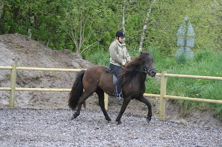 Islænder Prinsessa f. Midgaard - Tølt til undervisning d. 15-05-10 billede 12