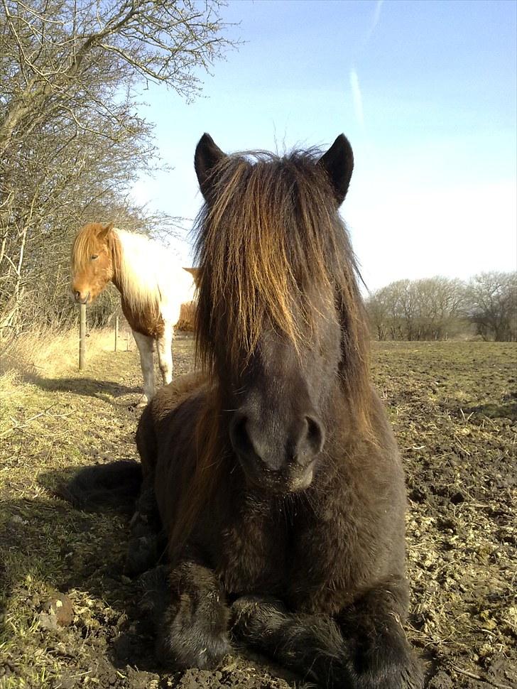Islænder Prinsessa f. Midgaard billede 13