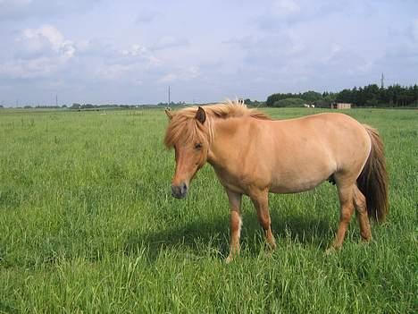 Islænder Prinsessa f. Midgaard - Mor Sigge :) billede 14