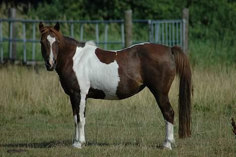 Pinto Museline billede 16