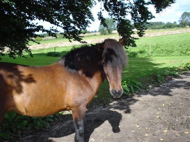 Islænder bylting - dejligt at stå lidt i skyggen når det er varmt :D billede 2