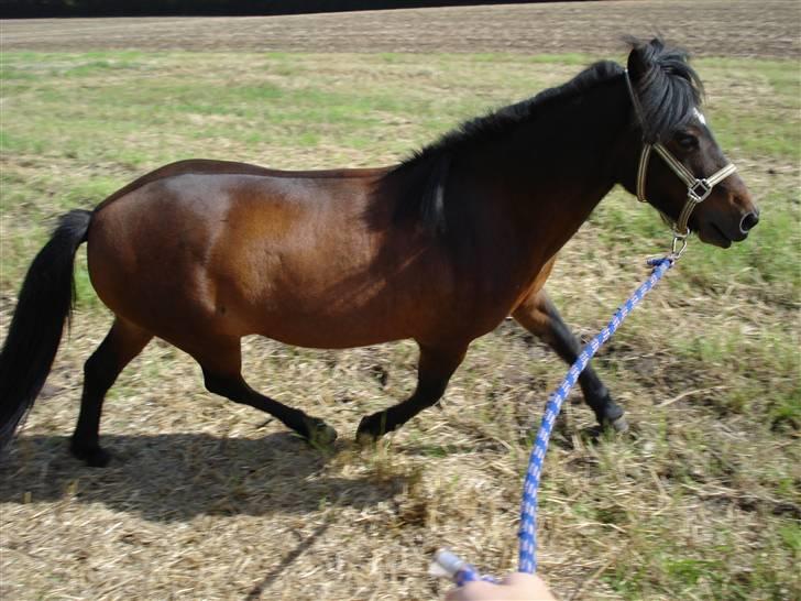Islænder bylting - uuhh det ser da godt ud ikke ? billede 3