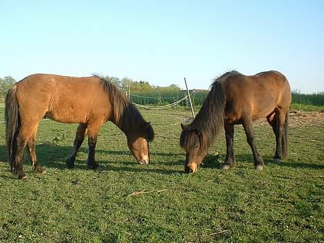 Islænder bylting - mor og søn (den mørkeste er bylting :) billede 4