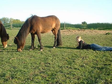 Islænder bylting - på folden igen billede 6