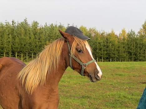 Palomino Rainbow Red Angel (solgt) - Angel som 2´års med hat. Jaah hun finder sig bare i alt :b billede 14