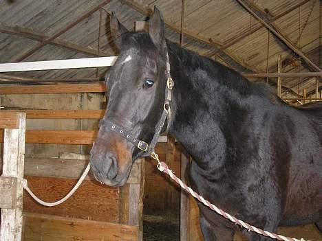 Anden særlig race mugge (morgan) billede 2