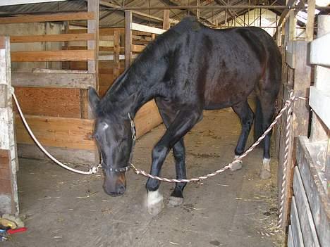 Anden særlig race mugge (morgan) billede 3
