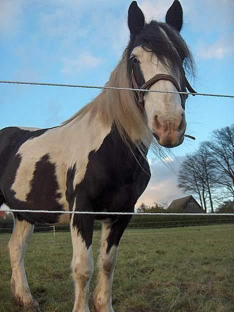 Irish Cob Crossbreed Siff  solgt.. - hov hov der var du jo hehe billede 18