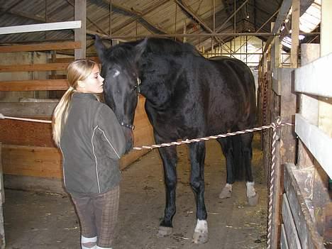 Anden særlig race mugge (morgan) billede 4