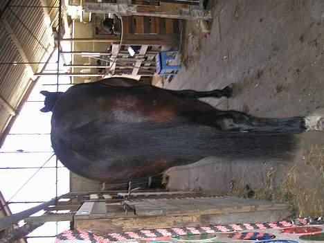 Anden særlig race mugge (morgan) billede 5