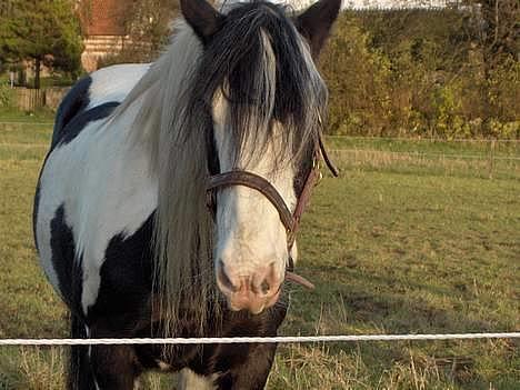 Irish Cob Crossbreed Siff  solgt.. - her stå jeg og er slatten billede 19