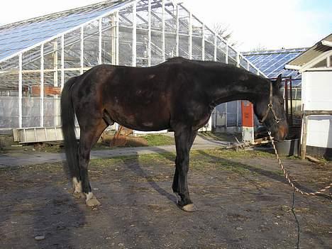 Anden særlig race mugge (morgan) billede 6