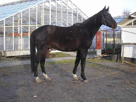 Anden særlig race mugge (morgan) billede 7