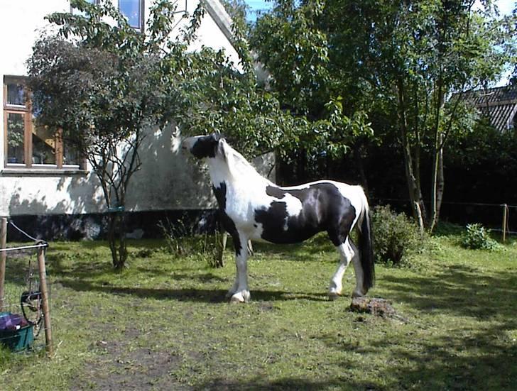 Irish Cob Crossbreed Siff  solgt.. - jeg tager mig lige en blomme NYT billede 20