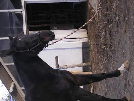 Anden særlig race mugge (morgan) billede 8