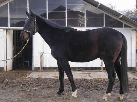 Anden særlig race mugge (morgan) billede 9