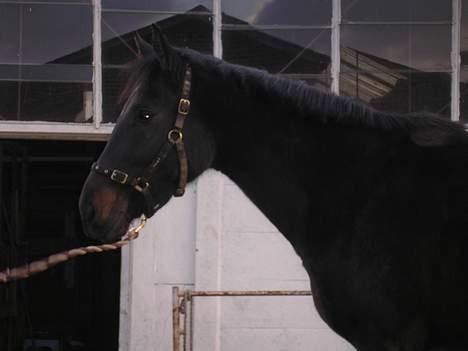 Anden særlig race mugge (morgan) billede 10