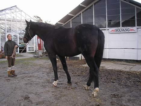 Anden særlig race mugge (morgan) billede 11