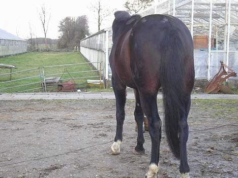 Anden særlig race mugge (morgan) billede 12