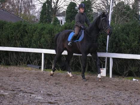 Anden særlig race mugge (morgan) billede 13