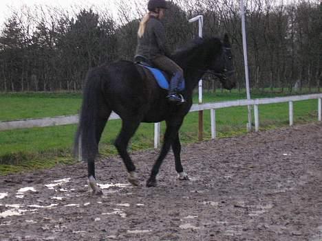 Anden særlig race mugge (morgan) billede 14