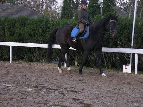 Anden særlig race mugge (morgan) billede 15