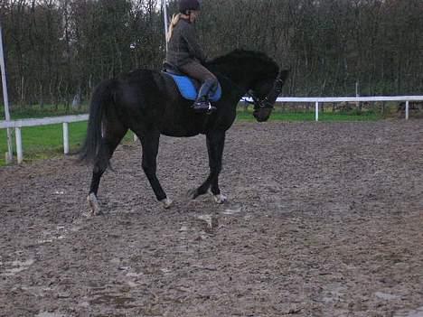 Anden særlig race mugge (morgan) billede 16