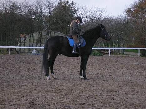 Anden særlig race mugge (morgan) billede 17