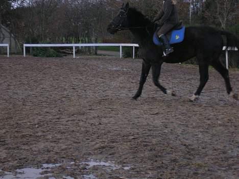 Anden særlig race mugge (morgan) billede 18