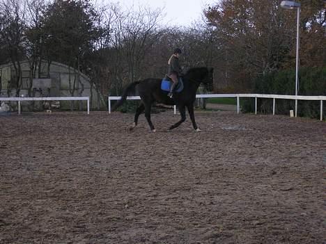 Anden særlig race mugge (morgan) billede 19
