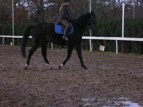 Anden særlig race mugge (morgan) billede 20