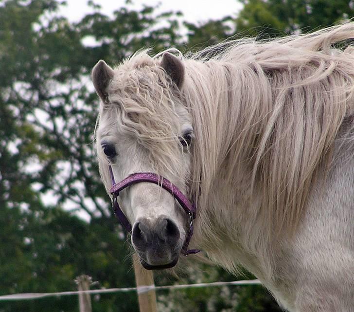 Anden særlig race <3 Laura <3 † R.I.P †  - © Annøh billede 16