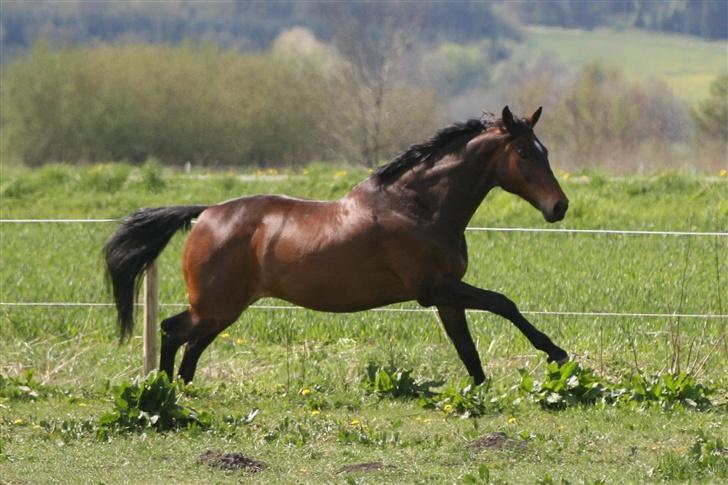 Dansk Varmblod Ni-ChAn´s Marquis-Acheron billede 8