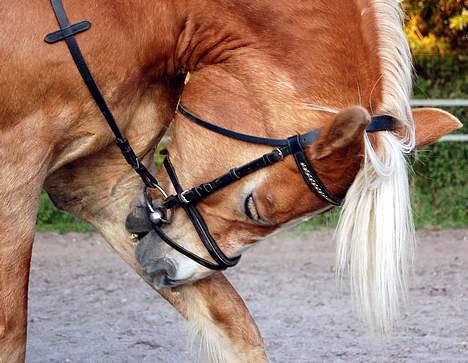 Haflinger Tamina  - nyt med mig og tamina <3  billede 14